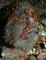 Bali 2016 - Painted frogfish - Antenaire peint - Antennarius pictus - IMG_6101_rc